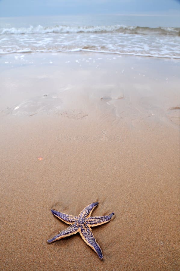 Colorful sea star or starfish on sandy beach. Colorful sea star or starfish on sandy beach.