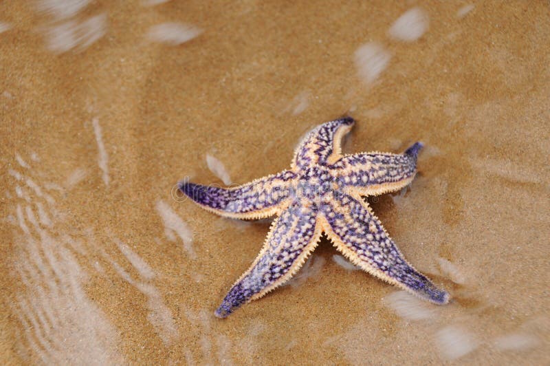 Colorful sea star or starfish on sandy beach. Colorful sea star or starfish on sandy beach.