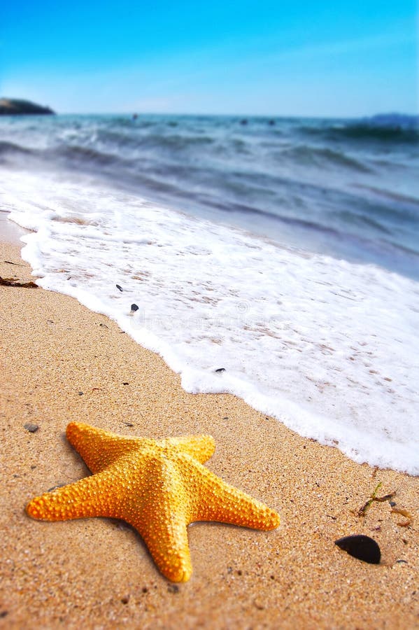 Starfish on a lonely beach. Summer holiday concept. Starfish on a lonely beach. Summer holiday concept