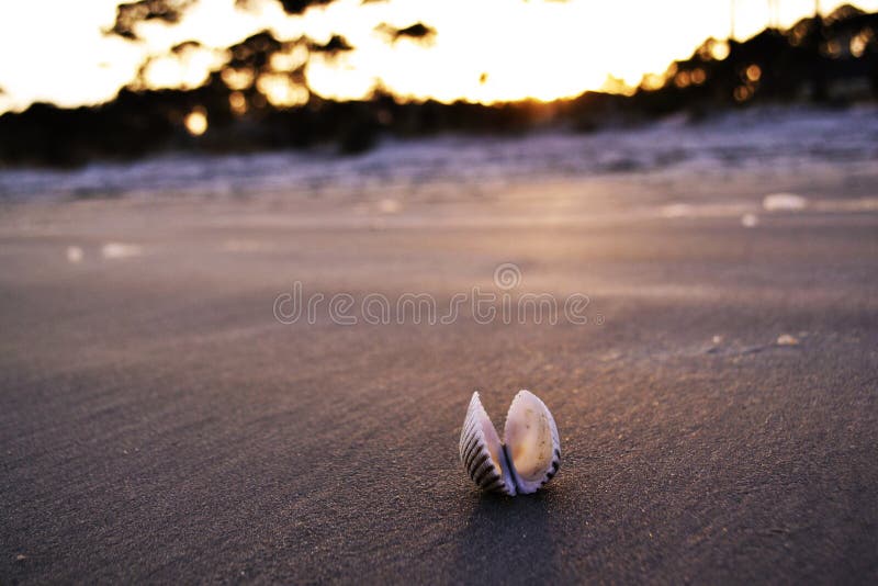 plażowa skorupa fotografia royalty free plażowa skorupa fotografia royalty free