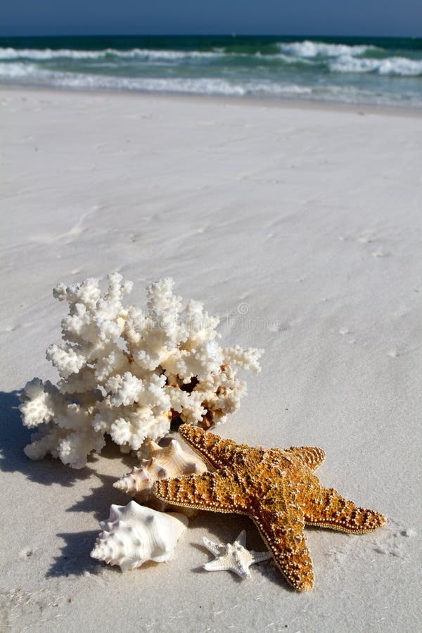 Collection of shells, coral and starfish sit on the beach with a background of blue water and breaking waves of foam on the beach at Destin, Florida. Collection of shells, coral and starfish sit on the beach with a background of blue water and breaking waves of foam on the beach at Destin, Florida.