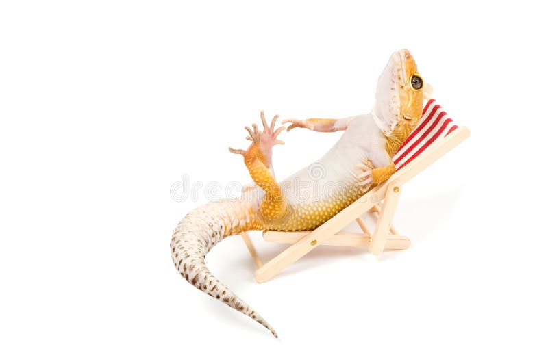 Gecko relaxing in beach-chair isolated on white. Gecko relaxing in beach-chair isolated on white