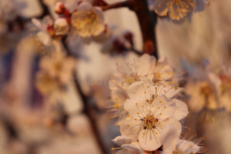 Landscape natural wildflowers village cherry royalty free stock images Landscape natural wildflowers village cherry royalty free stock images