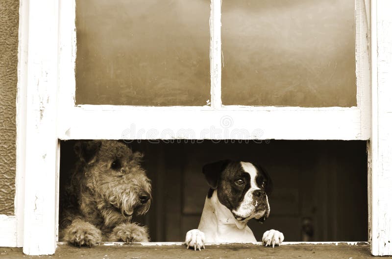 A unique portrait of two different breed dogs sitting at the window with very sad expressions of their faces, looking out for their owner to come home. One dog is a purebred Airedale Terrier and the other dog is a pure breed Boxer. A unique portrait of two different breed dogs sitting at the window with very sad expressions of their faces, looking out for their owner to come home. One dog is a purebred Airedale Terrier and the other dog is a pure breed Boxer.