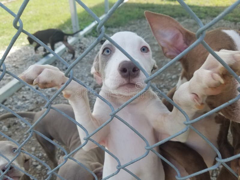 White Pit Bull Puppy Growing Up In Shelter royalty free stock images White Pit Bull Puppy Growing Up In Shelter royalty free stock images