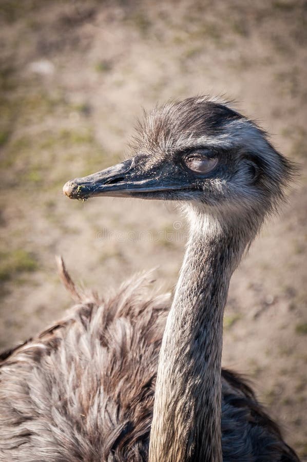 Pleased ostrich enjoying the sun royalty free stock image Pleased ostrich enjoying the sun royalty free stock image