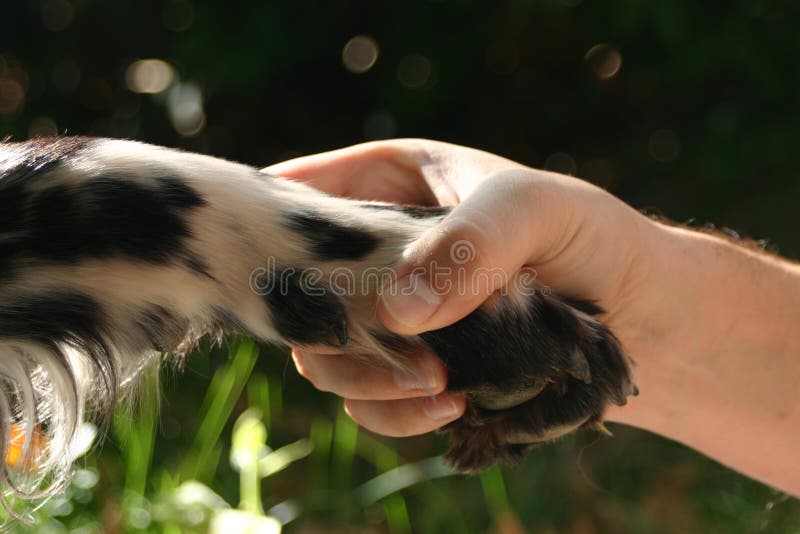 Paw in hand. Paw in hand