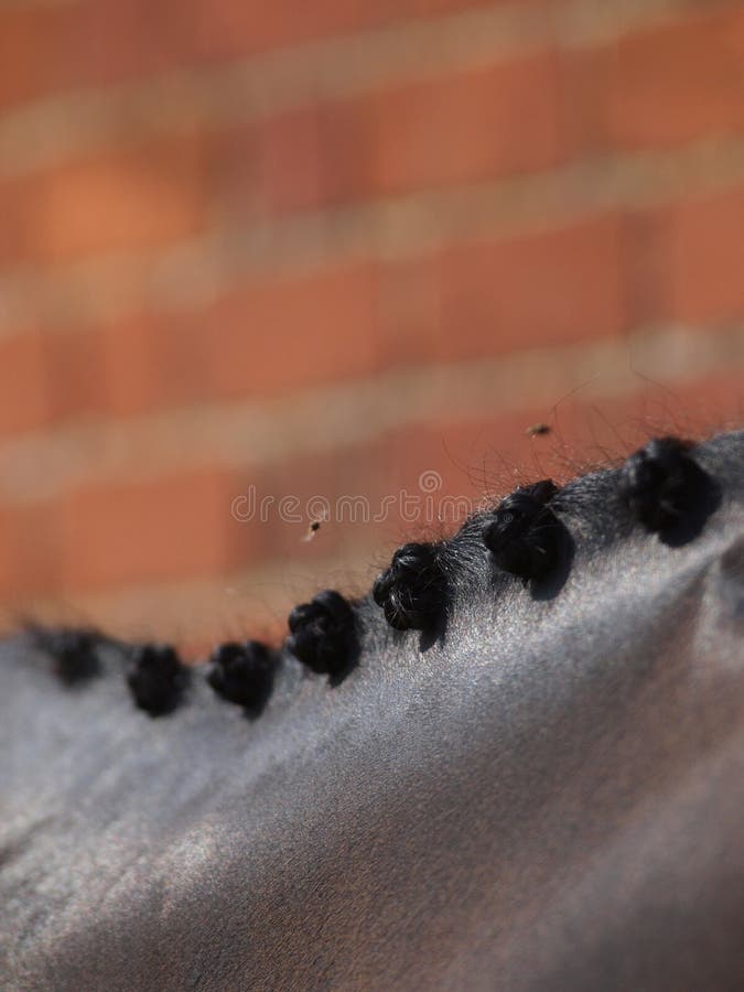 A close up shot of the neck of a dark bay plaited horse. A close up shot of the neck of a dark bay plaited horse.