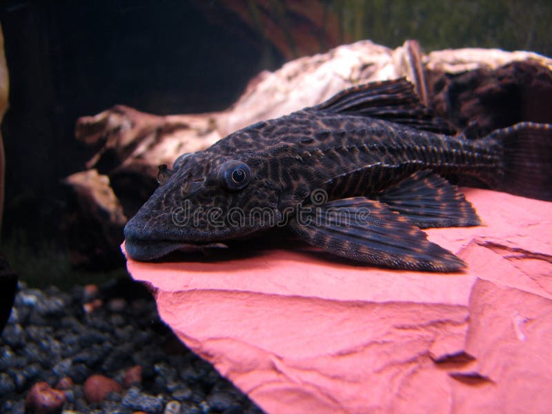 Pleco