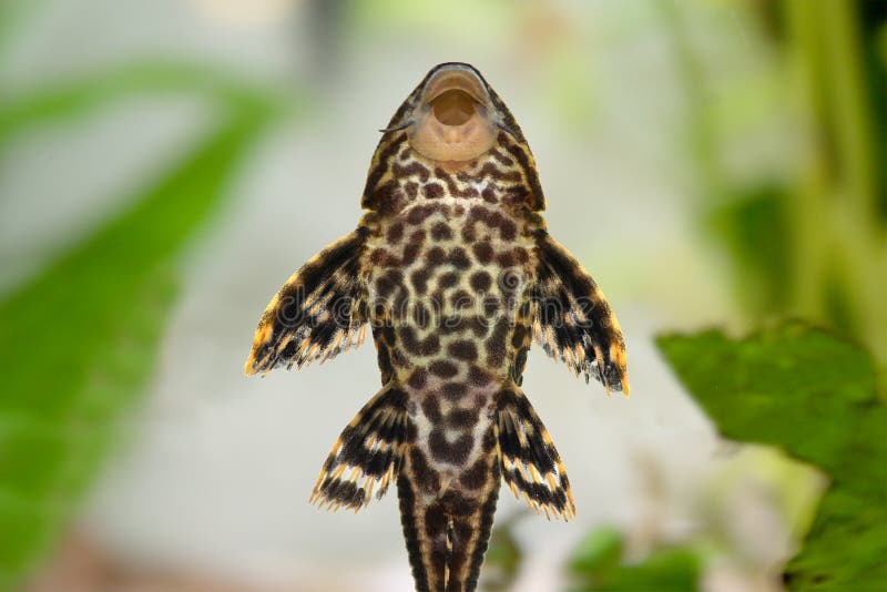 Greg's Aquarium: Pleco cleaning the glass