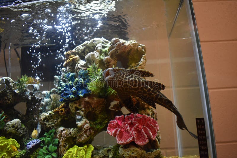 Vodka Dosing Freshwater Aquarium 1 Vodka Dosing Freshwater Aquarium