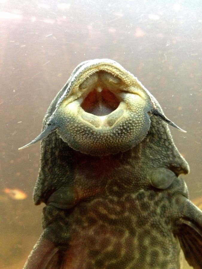 Pleco