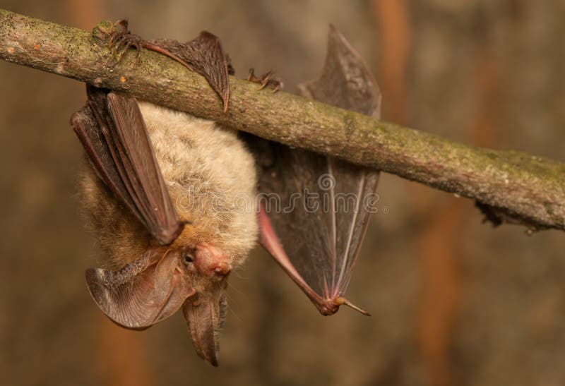 Baby Bat Sitting on Finger stock image. Image of wildlife 25665523