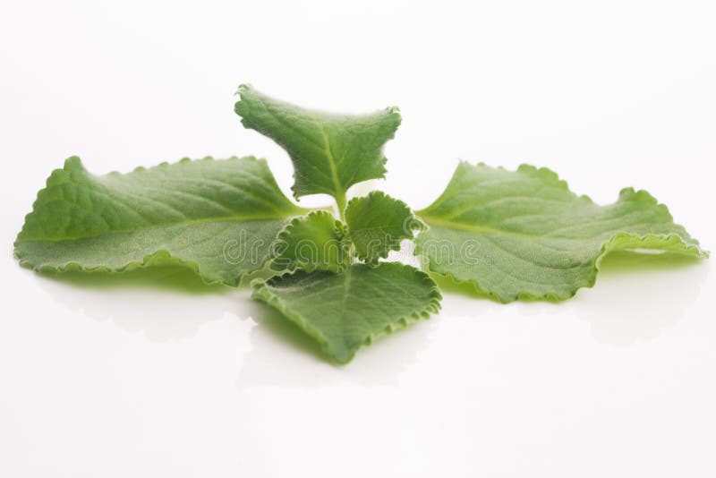 Plectranthus amboinicus med olja Mexicansk mintkaramell royaltyfri bild Plectranthus amboinicus med olja Mexicansk mintkaramell royaltyfri bild