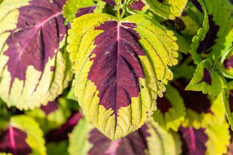 Plectranthus-scutellarioides Blume lizenzfreie stockbilder Plectranthus-scutellarioides Blume lizenzfreie stockbilder
