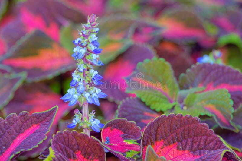 Plectranthus scutellarioides. The close-up of flower of Plectranthus scutellarioides stock image