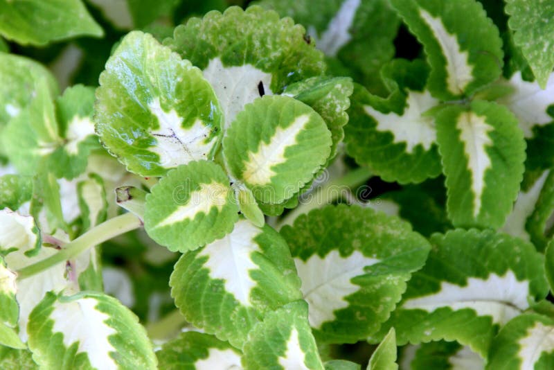 Plectranthus scutellarioides & x27; Czarownik Jade& x27; zdjęcia stock Plectranthus scutellarioides & x27; Czarownik Jade& x27; zdjęcia stock
