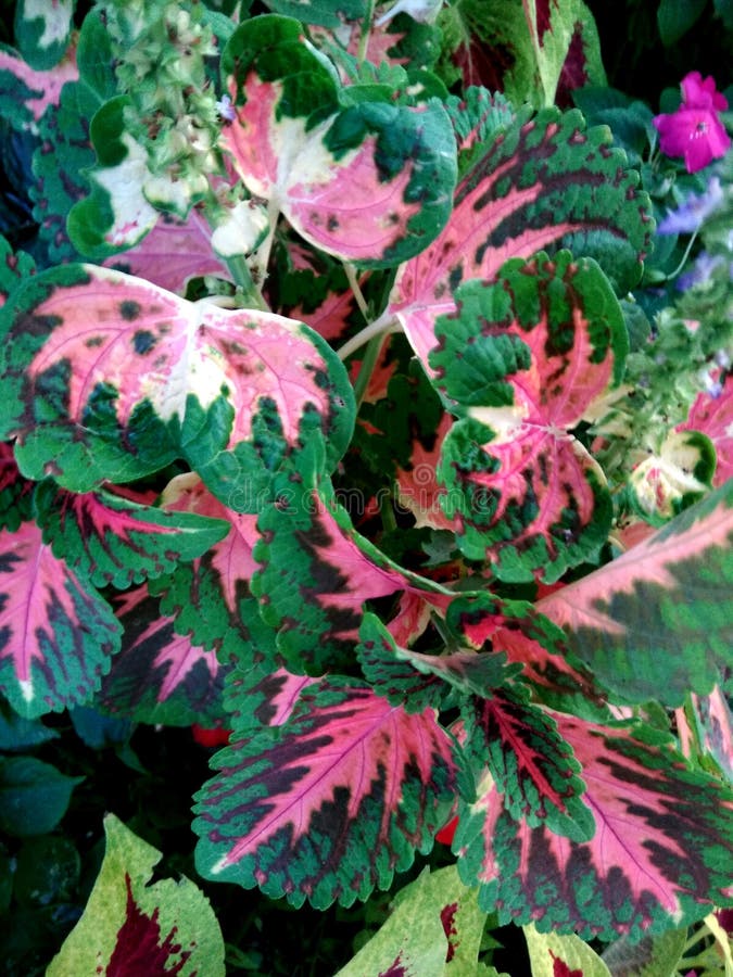 Plectranthus scutellarioides ` Kong mozaiki `, syn: Solenostemon scutellarioides, Coleus blumei zdjęcie stock Plectranthus scutellarioides ` Kong mozaiki `, syn: Solenostemon scutellarioides, Coleus blumei zdjęcie stock