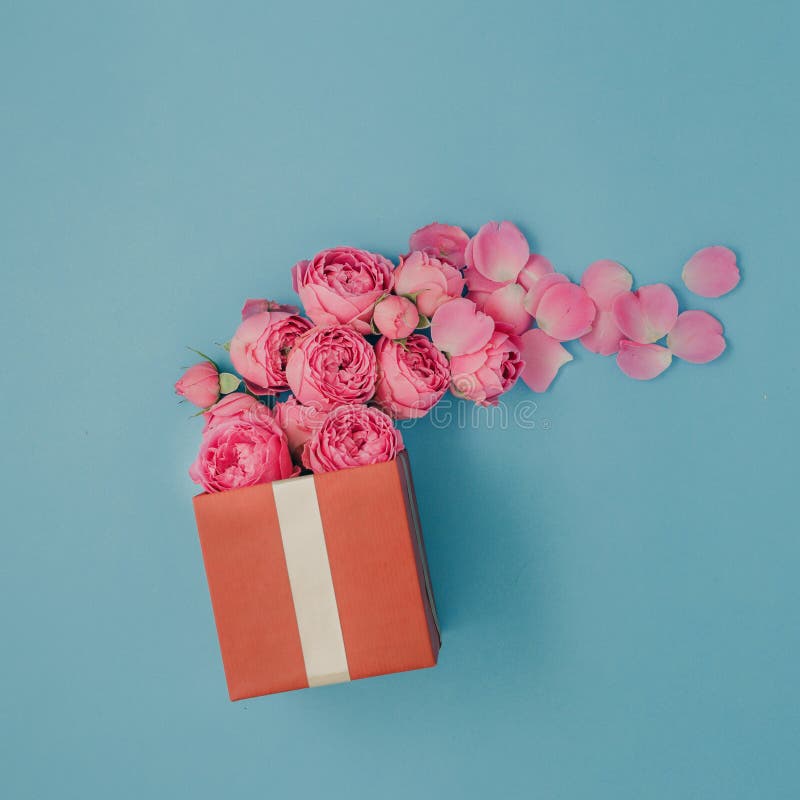 Plein boîte-cadeau rouge de roses roses sur le fond bleu photo stock Plein boîte-cadeau rouge de roses roses sur le fond bleu photo stock