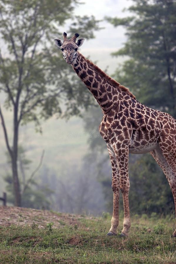 Plein fuselage tiré d'une giraffe image stock Plein fuselage tiré d'une giraffe image stock