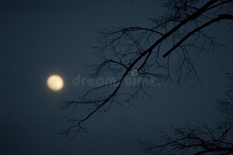 Winter night with full moon and tree. Winter night with full moon and tree