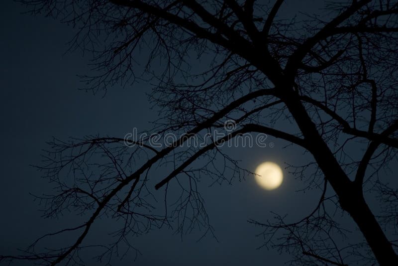 Winter night with full moon and tree. Winter night with full moon and tree