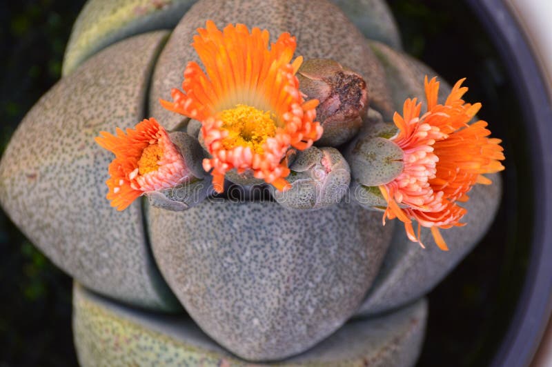Pleiospilos nelii, splitrock, living granite. Flowers orange bloom stock photos