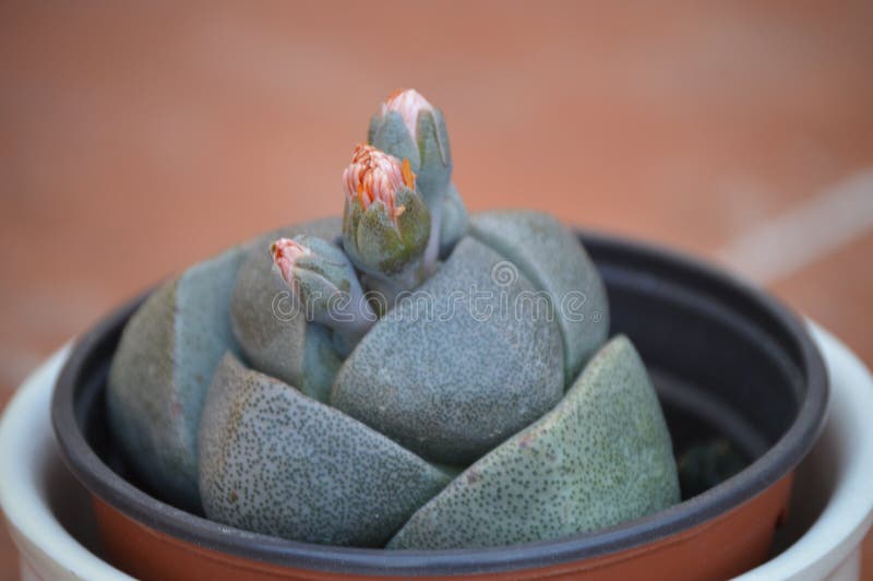 Pleiospilos nelii, splitrock, living granite. Flowers orange buds stock image