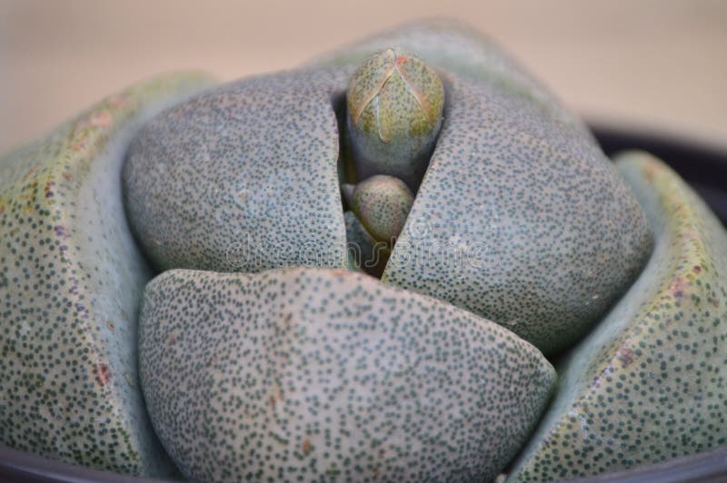 Pleiospilos nelii, splitrock, living granite. Orange flowers buds pot stock photos