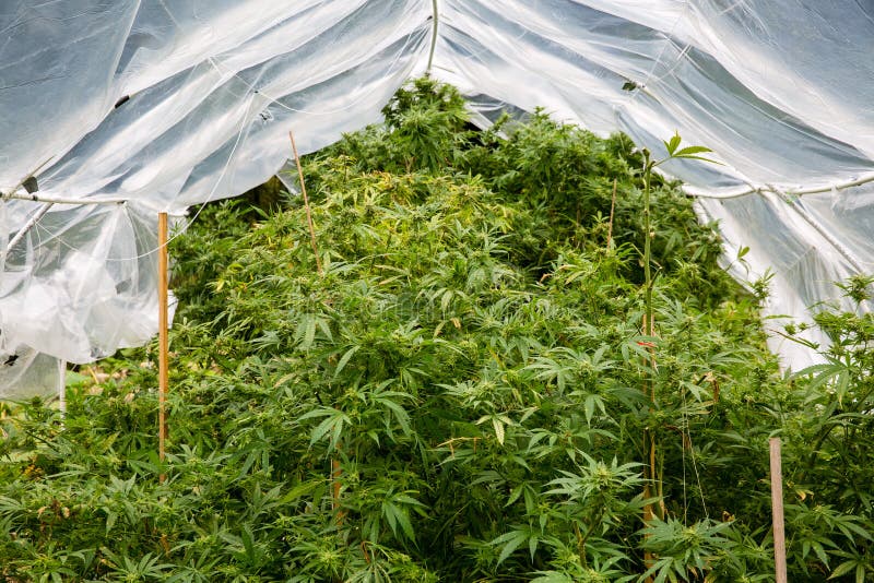 Plenerowa legalna marihuana r Rośliny pod domem zrobili plastikowemu obręcza domowi ochraniać marihuany od zbyt dużo deszczu zdjęcie stock Plenerowa legalna marihuana r Rośliny pod domem zrobili plastikowemu obręcza domowi ochraniać marihuany od zbyt dużo deszczu zdjęcie stock