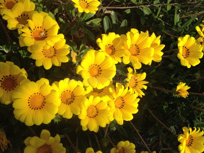 Plenty Of Beautiful Bright Yellow Flowers Stock Image