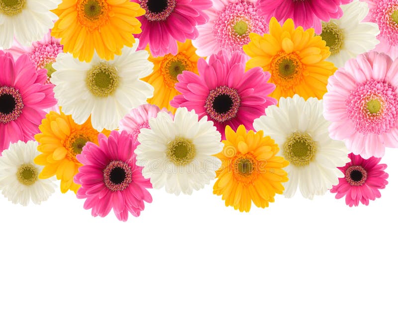 Plenty gerbera