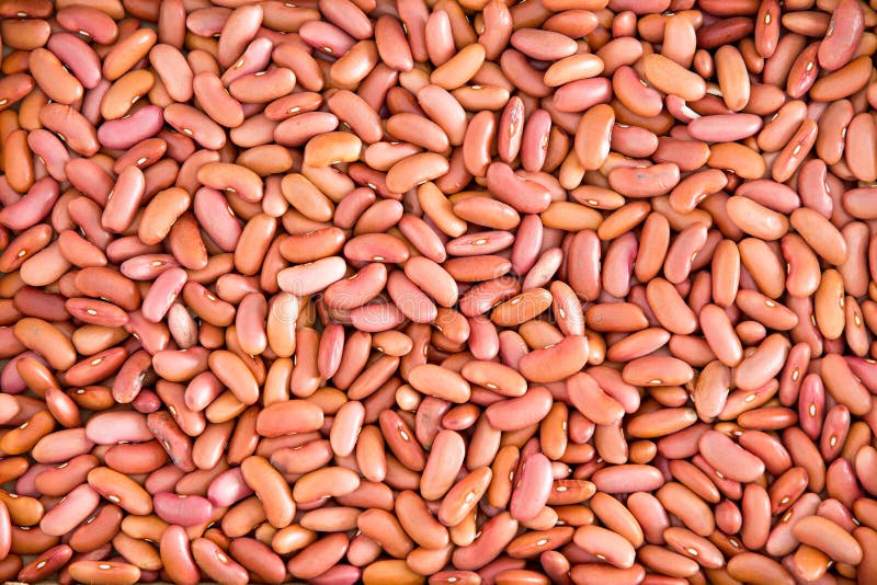 Plenty of Light Red Kidney Beans for Backgrounds stock image