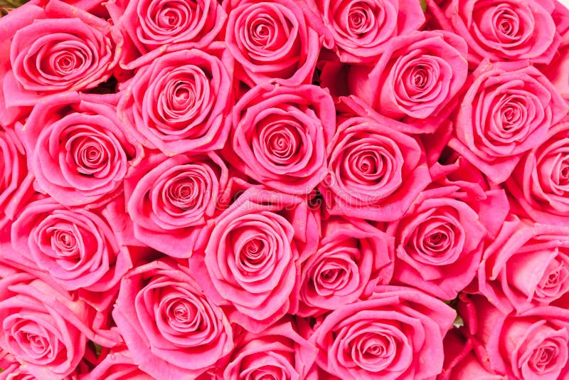 Plenty pink natural roses seamless background.