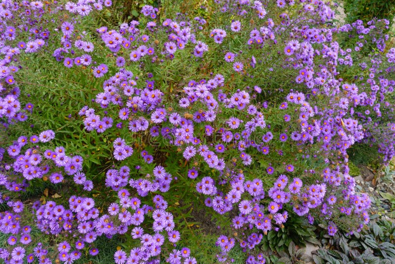 Plenty of Purple Flowers of New England Aster Stock Photo Image of