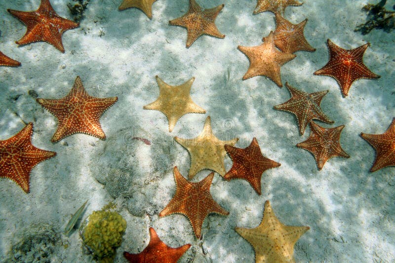 Plenty of starfish on a sandy ocean floor. Plenty of cushion starfish on a sandy ocean floor, Atlantic, Bahamas islands Plenty of starfish on a sandy ocean floor. Plenty of cushion starfish on a sandy ocean floor, Atlantic, Bahamas islands