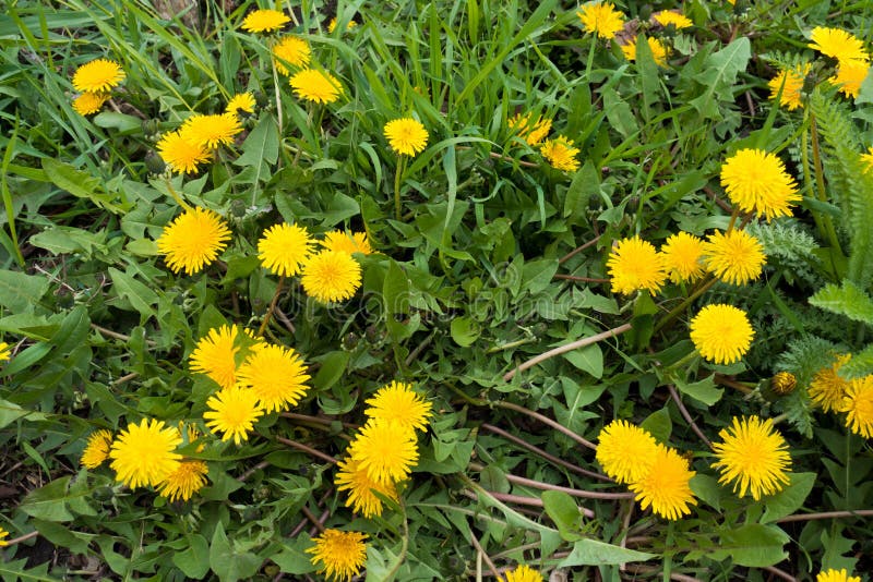 Plenty of Yellow Flowers of Dandelions in Spring Stock Image Image of