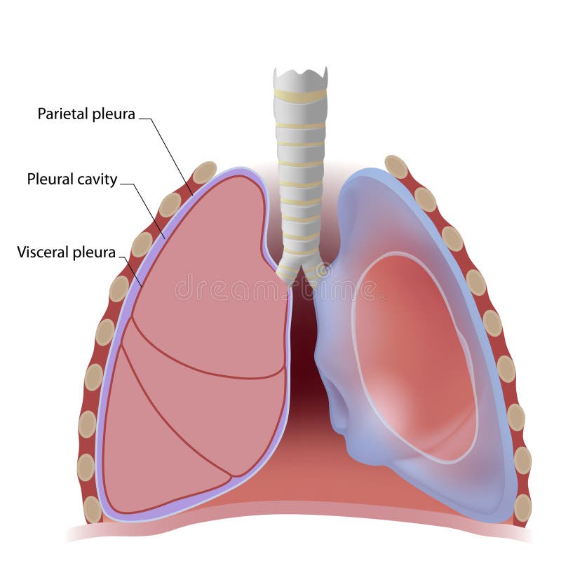 Pleura pulmonar e cavidade pleural ilustração stock