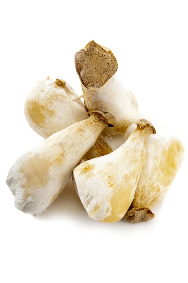 Pleurotus eryngii stock image. Image of eating, gourmet 39969945