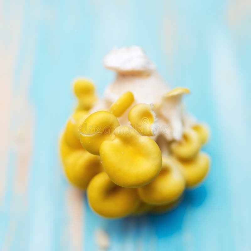 Pleurotus jaune sur le fond bleu photos libres de droits Pleurotus jaune sur le fond bleu photos libres de droits