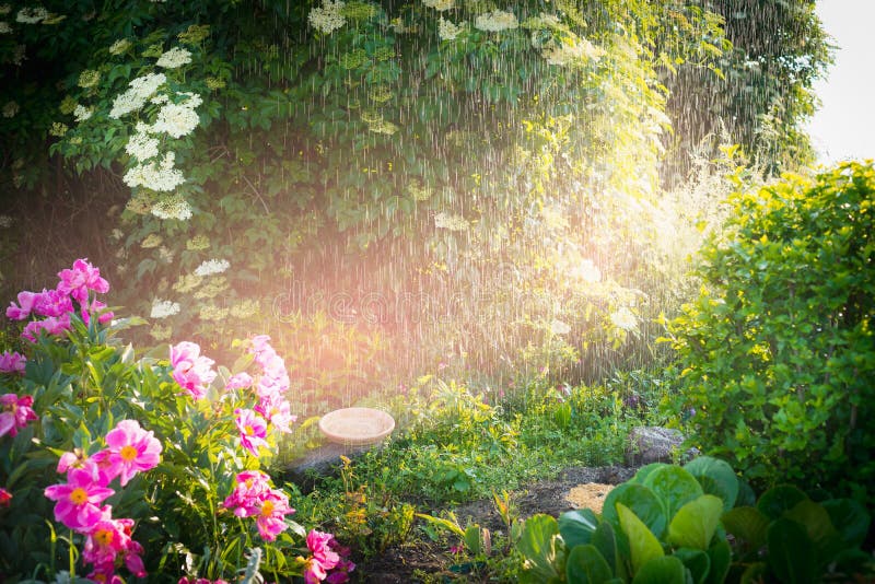 Pleuvoir dans le beau jardin d'été avec des fleurs et la lumière du soleil, extérieures image stock Pleuvoir dans le beau jardin d'été avec des fleurs et la lumière du soleil, extérieures image stock