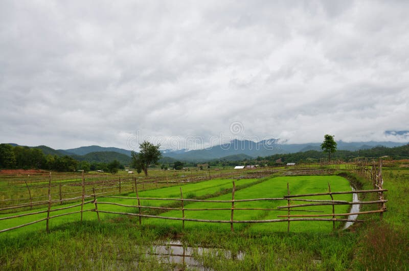 Pleuvoir la tempête sur le gisement de riz chez Pai chez Mae Hong Son Thailand images stock Pleuvoir la tempête sur le gisement de riz chez Pai chez Mae Hong Son Thailand images stock