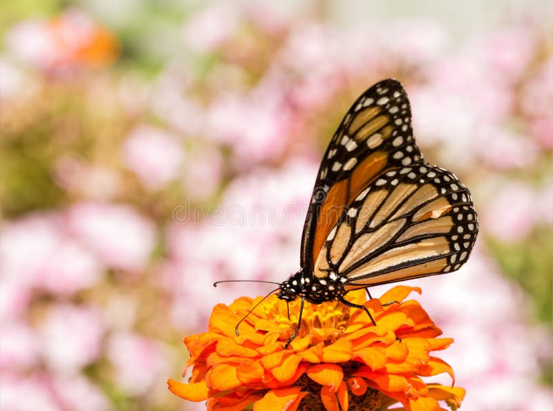 Plexippus Danaus, πεταλούδα μοναρχών, σε ένα πορτοκαλί λουλούδι της Zinnia στοκ φωτογραφία