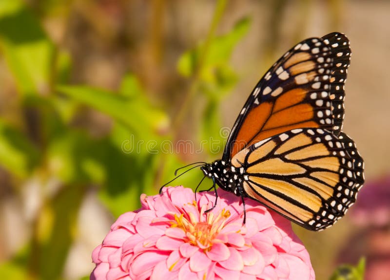 Danaus plexippus, migrating Monach butterfly feeding on a flower. Danaus plexippus, migrating Monach butterfly feeding on a flower