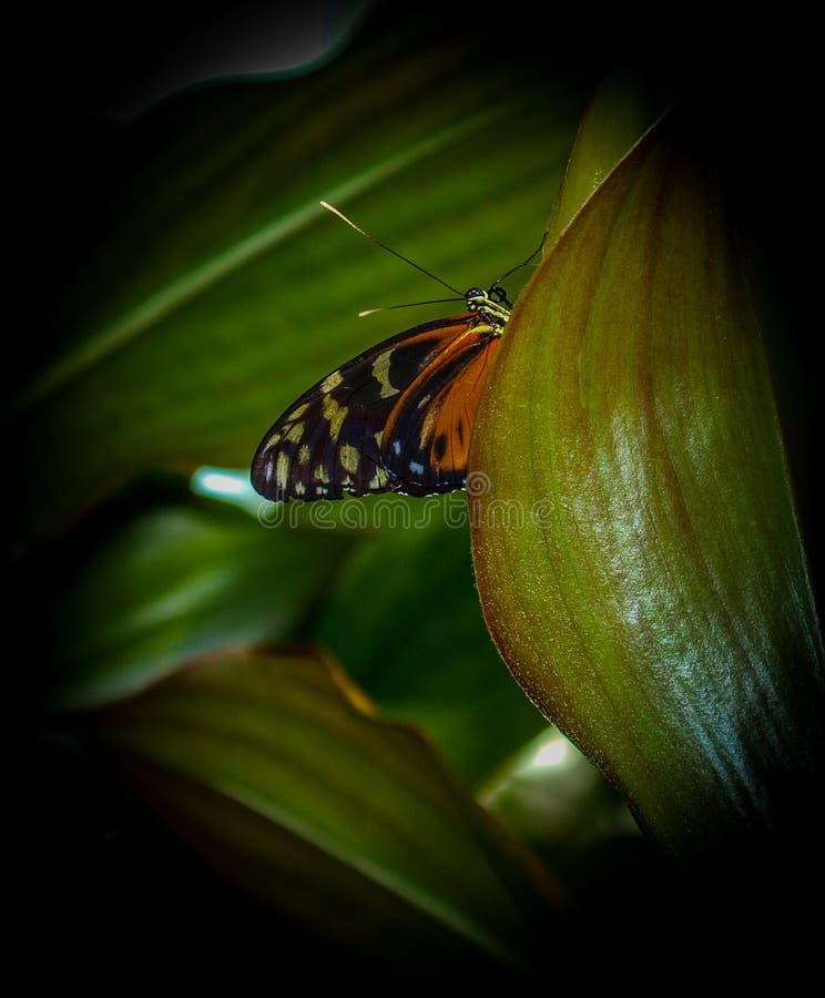 Plexippus do Danaus da borboleta de monarca imagens de stock Plexippus do Danaus da borboleta de monarca imagens de stock