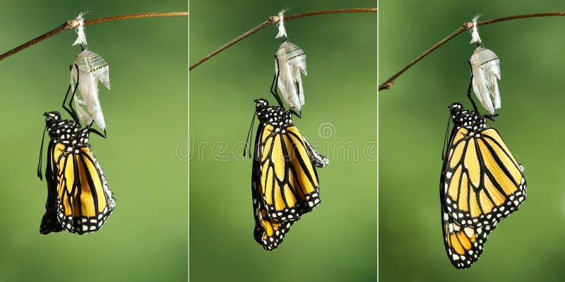 Plexippus för Danaus för monarkfjäril som torkar dess vingar efter meta fotografering för bildbyråer Plexippus för Danaus för monarkfjäril som torkar dess vingar efter meta fotografering för bildbyråer