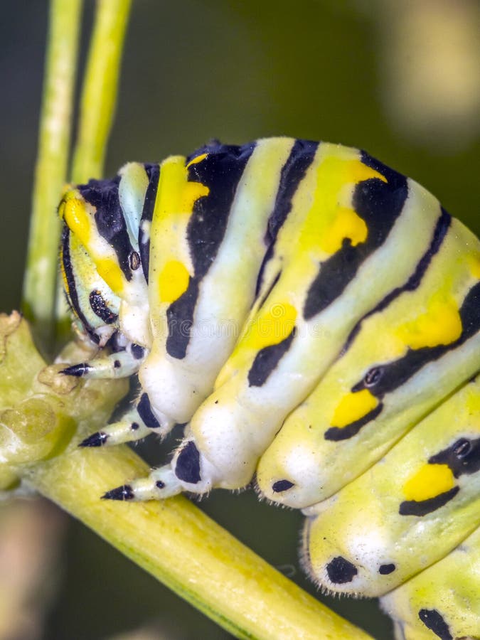 plexippus μοναρχών danaus πεταλούδων στοκ εικόνες plexippus μοναρχών danaus πεταλούδων στοκ εικόνες