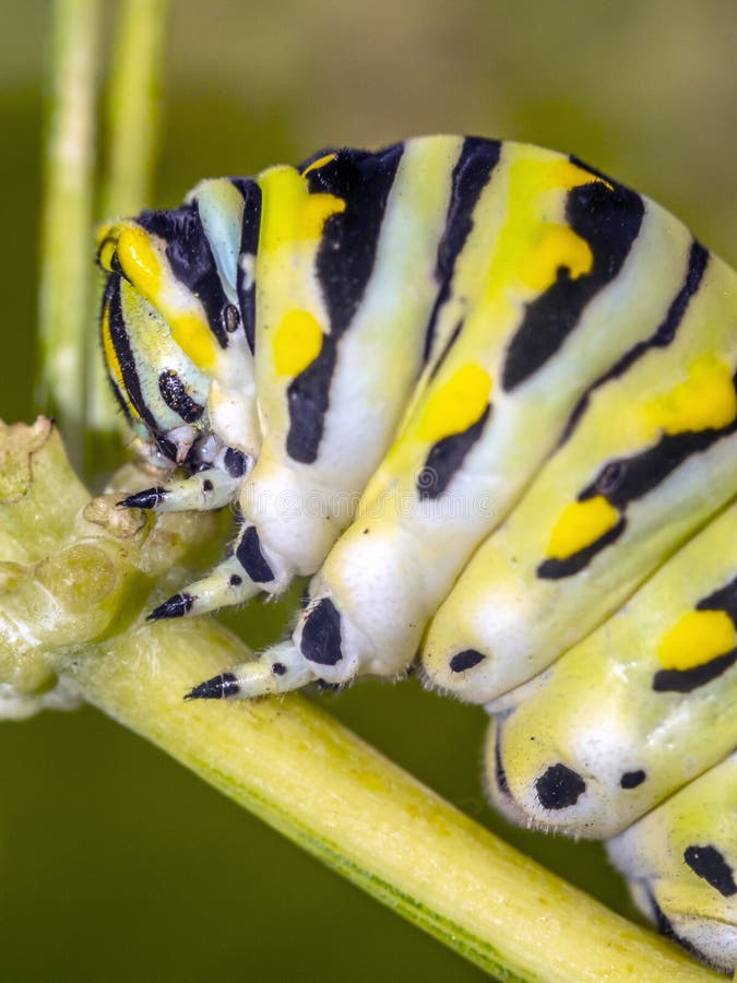 plexippus μοναρχών danaus πεταλούδων στοκ φωτογραφία με δικαίωμα ελεύθερης χρήσης plexippus μοναρχών danaus πεταλούδων στοκ φωτογραφία με δικαίωμα ελεύθερης χρήσης