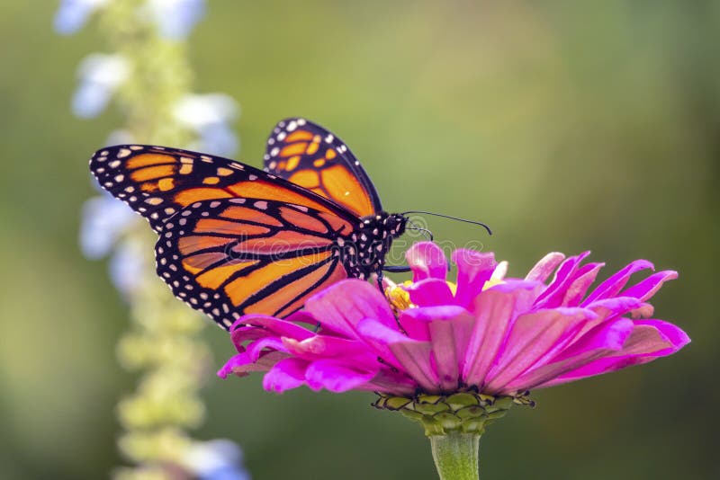 plexippus μοναρχών danaus πεταλούδων στοκ εικόνες plexippus μοναρχών danaus πεταλούδων στοκ εικόνες