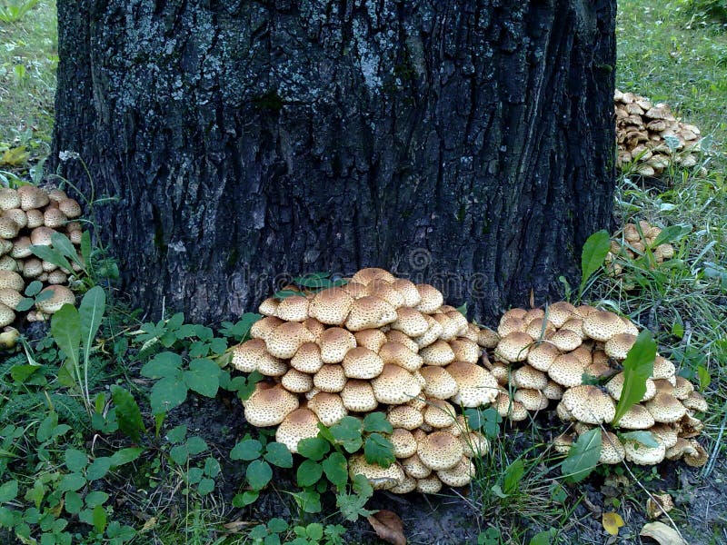 Plocka svamp trädet för stammen för nya champinjoner för myceliumen för tidhöstskogen det härliga arkivbild